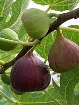 Close-up of several Ficus 'Brown Turkey' Fig 2L in different ripening stages on a tree branch, surrounded by green leaves.