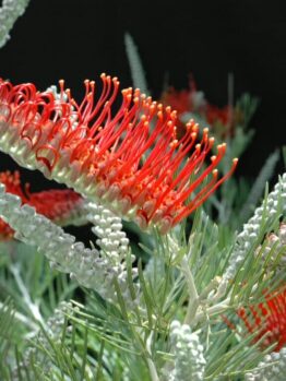 A vibrant red and orange Grevillea 'Scarlet Moon' 6" Pot flower amidst luscious green leaves.