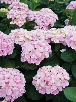 A cluster of pink Hydrangea 'Love' (PBR) 7" Pot flowers in full bloom, surrounded by lush green leaves.