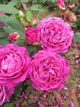 A cluster of vibrant pink Rose 'Old Port' 3ft Standard roses in full bloom, surrounded by green leaves, with some petals fallen on the soil.