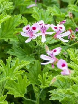Pink and white flowers with prominent stamens, surrounded by rich green, deeply lobed leaves of the Pelargonium Lemon Scented 'Mozzie Plant' 3" Pot.