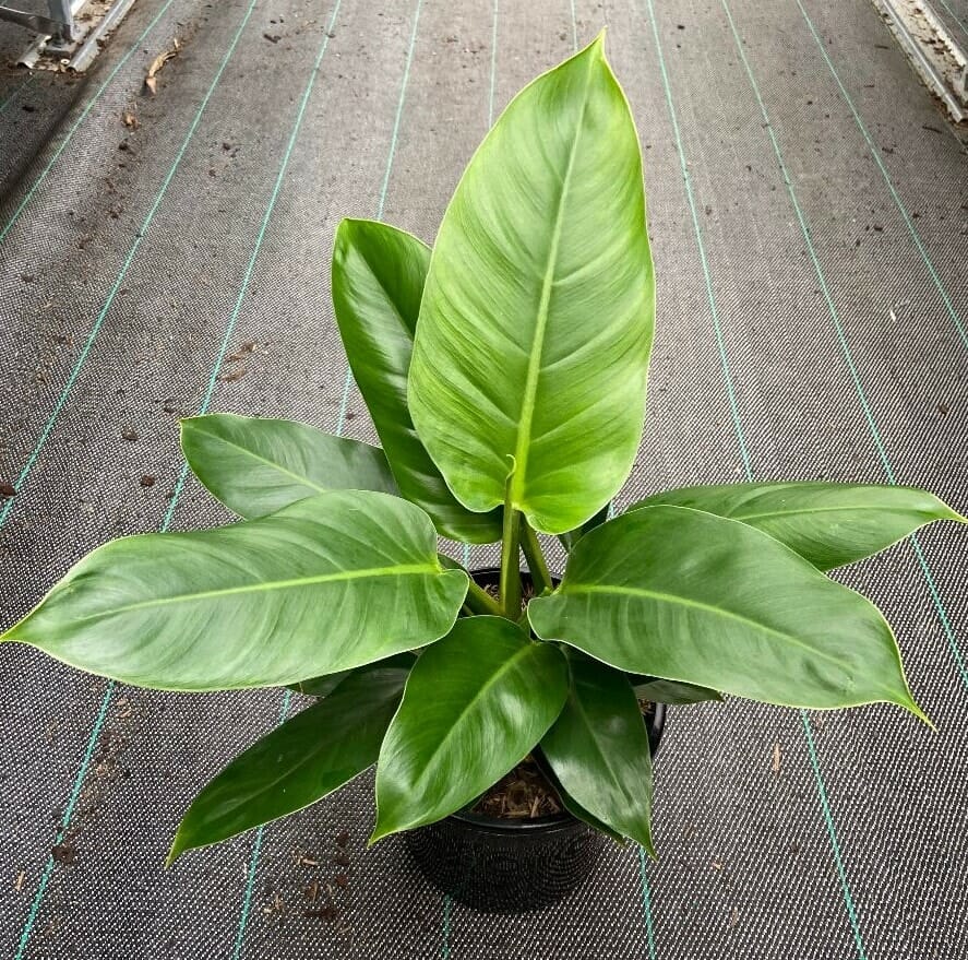 Philodendron 'Imperial Green' 7" Pot - Image 5