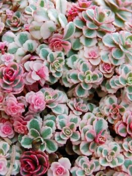 Close-up of dense cluster of frost-covered succulents, including Sedum Rainbow BLOB® 6" Pot, with rosette shapes, showing pink and green hues.