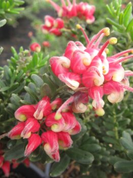 Close-up of vibrant pink and red Grevillea 'Winter Wonder' 6" Pot flowers with green foliage in the background.