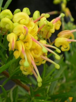 Close-up of yellow Grevillea 'Lemon Daze' 6" Pot flowers with pink styles and green foliage, showcasing intricate textures and vibrant colors.