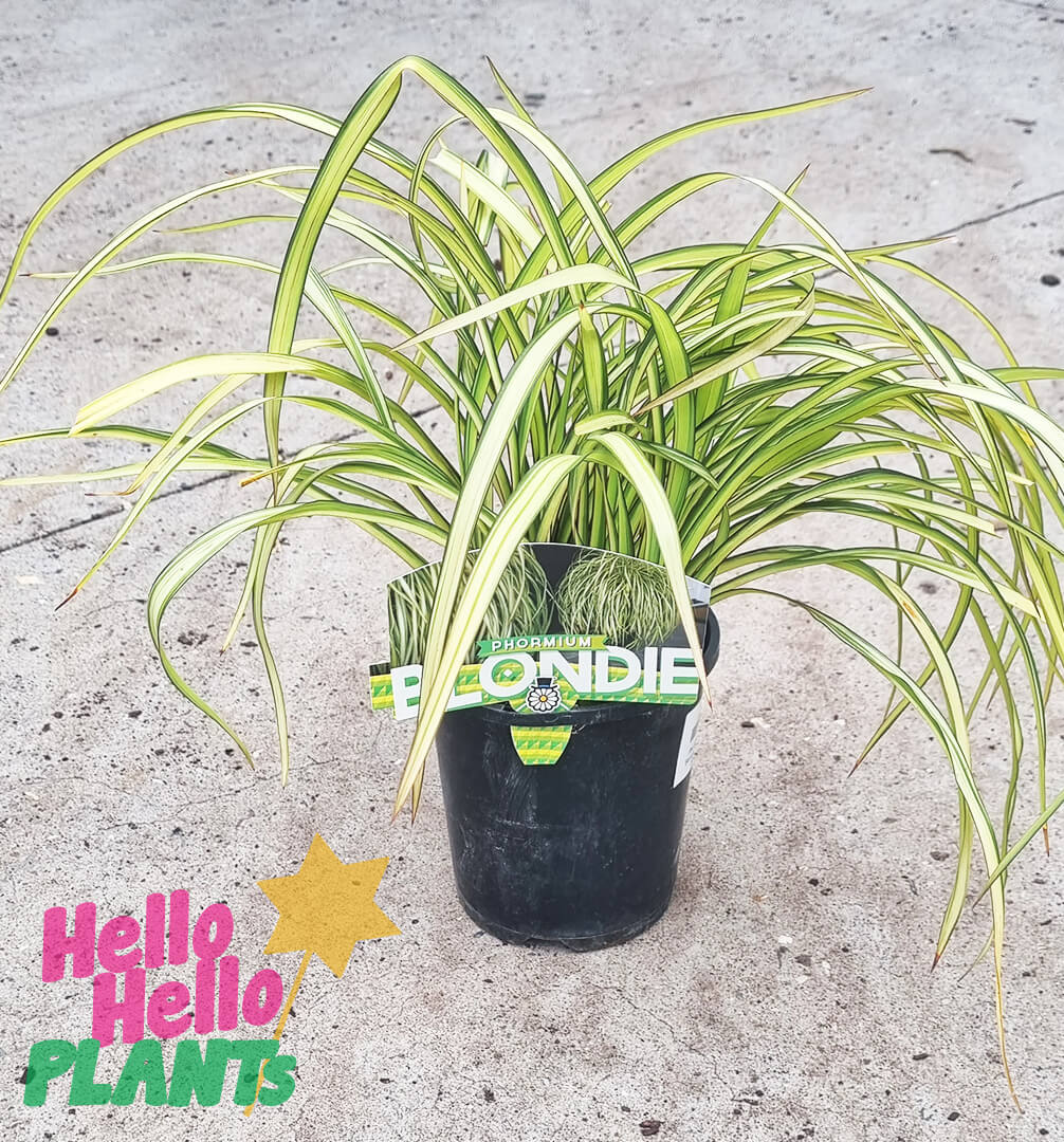 Phormium 'Blondie' Flax 6" Pot - Image 2