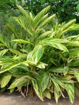 A lush green and yellow variegated Alpinia 'Variegated Shell Ginger' 5" Pot thriving in a garden setting.
