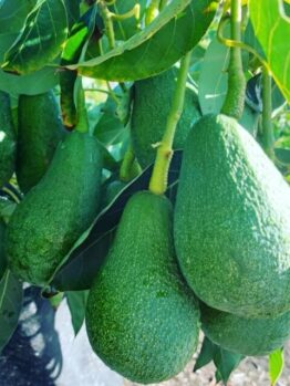 Cluster of ripe Persea 'Fuerte' Avocado 10" Pot hanging from a tree branch under sunlight, surrounded by green leaves.