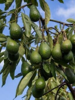 Persea 'Hass' Avocado 10" Pot avocados hanging from a tree branch against a clear blue sky.