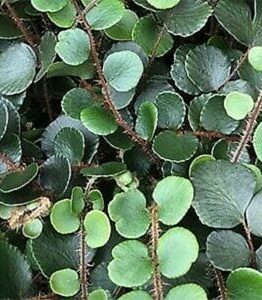 Close-up of Pellaea 'Button Fern' 4" Pot with green round-leaved foliage and visible stems, covering the frame densely.