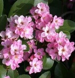 Cluster of Rhaphiolepis 'Cosmic Pink ™' Indian Hawthorn 6'' Pot mountain laurel flowers in full bloom, set against a backdrop of green leaves.