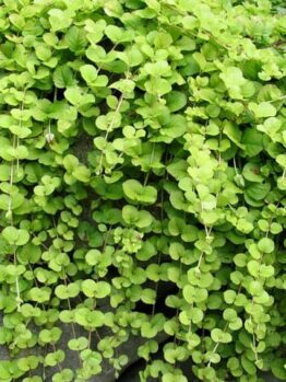 The Lysimachia 'Creeping Jenny' in a 6" pot is a delightful plant featuring trailing vines and round green leaves that elegantly cascade down any surface.