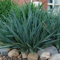 A cluster of lush, green Dianella 'Cassa Blue®' Flax Lily 3" Pot growing among scattered rocks in a garden with a red brick background.