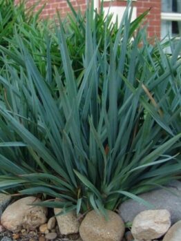 A cluster of lush, green Dianella 'Cassa Blue®' Flax Lily 3" Pot growing among scattered rocks in a garden with a red brick background.