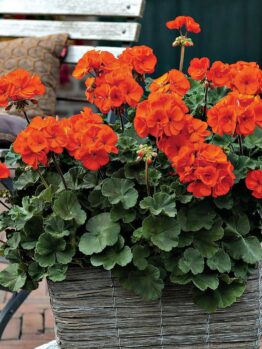 Geranium 'O' So Orange' 6" Pot in a woven basket planter on a brick patio, with a metal chair and cushion in the background.