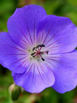 Close-up of a vibrant purple Geranium 'Rozanne' PBR 6" Pot flower with visible stamens and a blurred green background.