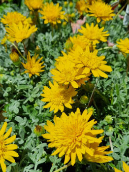 Gazania 'Double Gold™' 6" Pot features bright yellow, fringed-petal blooms and lush green foliage. Thrives in full sun.