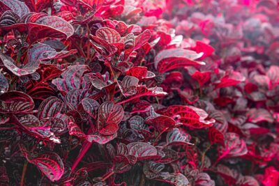 The Iresine 'Bloodleaf' 6" Pot features dense clusters of red and purple leaves with striking veins, offering vibrant foliage that adds a pop of color to any space.