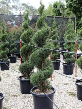 Juniperus 'Spartan' Conifer (Spiral) 20" Pot topiary trees in 20" black pots arranged on a gravel surface, with a mist irrigation system visible.