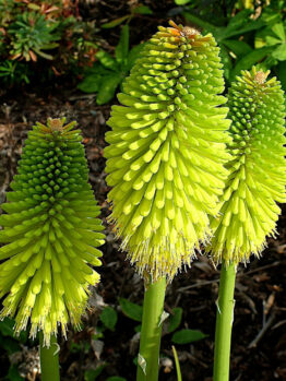 Two vibrant green Kniphofia 'Limelight' 6" Pot plants against a dark leafy background.