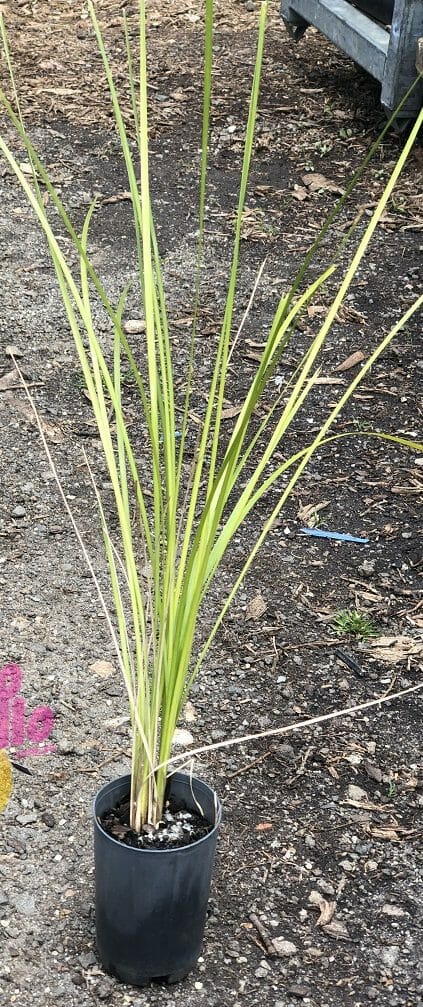 Lomandra 'Lime Tuff' 3" Pot plant on a soil ground, displaying long, slender green leaves.