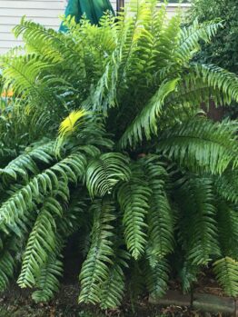 Lush Nephrolepis 'Macho Boston Fern' 4" Pot with vibrant green fronds growing in a garden beside a house, on a bed of small stones.