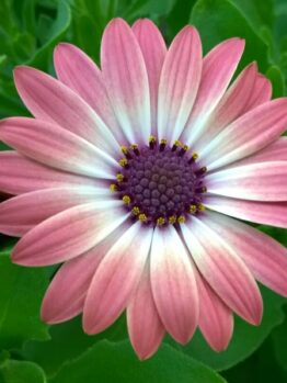 Close-up of an Osteospermum 'Serenity™ Pink Magic' African Daisy with a purple center surrounded by green leaves.