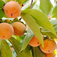 Ripe Persimmon 'Fuyu' 7L Bag hanging on branches surrounded by green leaves, with a soft focus background.