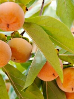 Ripe Persimmon 'Fuyu' 7L Bag hanging on branches surrounded by green leaves, with a soft focus background.