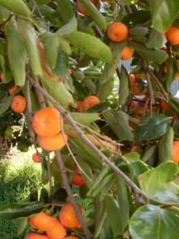 A Persimmon 'Nightingale' 7L Bag tree full of ripe orange fruits, with green leaves, in a sunlit garden.
