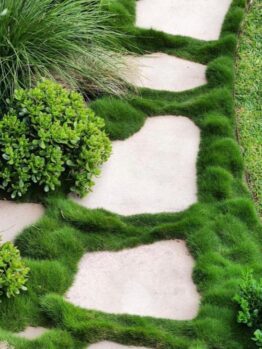 A winding garden path with irregularly shaped stone pavers surrounded by lush Zoysia 'No Mow Grass' 4" Pot and assorted shrubs.