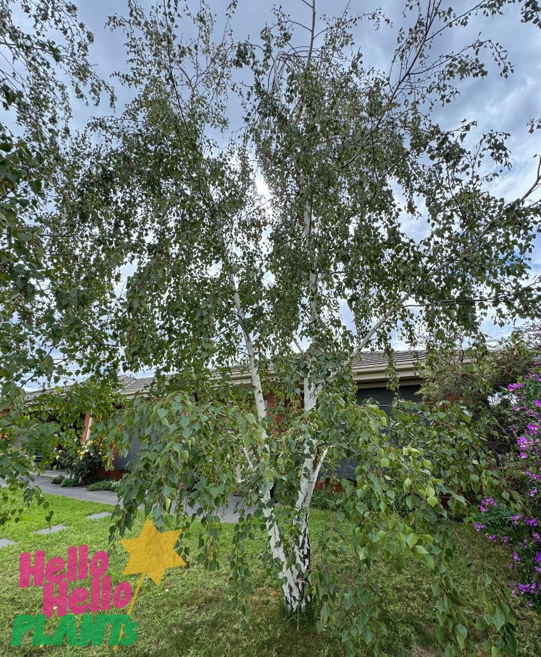 A group of Betula pendula 'Silver Birch' 8" Pot (Bulk Buy of 5) with white bark and green leaves stands on a grassy lawn, house and cloudy sky behind. "Hello Hello Plants" logo is in the lower left. Ideal for landscaping projects.