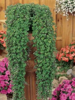 A lush green Dichondra 'Emerald Falls' 6" Pot positioned atop a wooden pedestal, surrounded by vibrant pink and red flowers in a garden setting.
