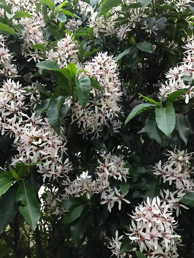 Calodendrum 'Cape Chestnut' Tree 20" Pot - Image 3