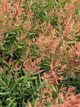 Melaleuca 'Claret Tops' 6" Pot features dense foliage with green and reddish leaves that are narrow and elongated.