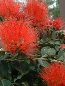 Close-up of vibrant red Metrosideros 'Little Dugald' flowers with thin, spiky petals and green leaves in the background.