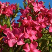 Vibrant pink Nerium Oleander 'Dr Golfin' 6" Pot flowers in full bloom against a clear blue sky, with green leaves visible.