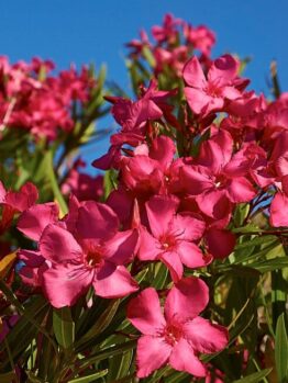 Vibrant pink Nerium Oleander 'Dr Golfin' 6" Pot flowers in full bloom against a clear blue sky, with green leaves visible.