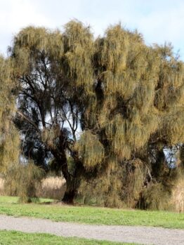An Austromyrtus 'Midyim Berry' 6" Pot with long, thin branches and sparse leaves is situated on grass near a gravel path, framed by reeds and sky in the background.