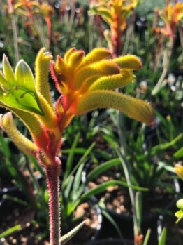Close-up of an Anigozanthos 'Bush Tenacity™' Kangaroo Paw 6" Pot plant against a blurred background of similar plants in sunlight, exhibiting its bush tenacity.