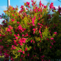 Austromyrtus 'Midyim Berry' 6" Pot displays dense green leaves and masses of bright pink, brush-like flowers, great for outdoor settings.