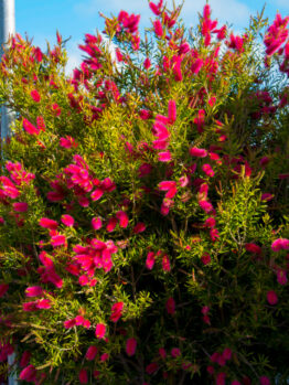 Austromyrtus 'Midyim Berry' 6" Pot displays dense green leaves and masses of bright pink, brush-like flowers, great for outdoor settings.