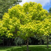 A Catalpa 'Indian Bean Tree' Standard, standing 1.2 meters tall in a 13" pot, with its vibrant yellow-green leaves adds beauty to a grassy area among other trees.