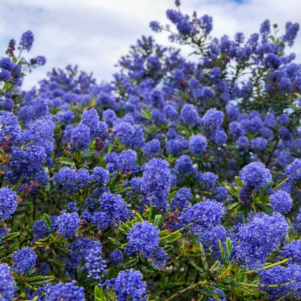 Dense clusters of purple-blue flowers adorn the green leafy Austromyrtus 'Midyim Berry' in a 6" Pot under a partly cloudy sky.