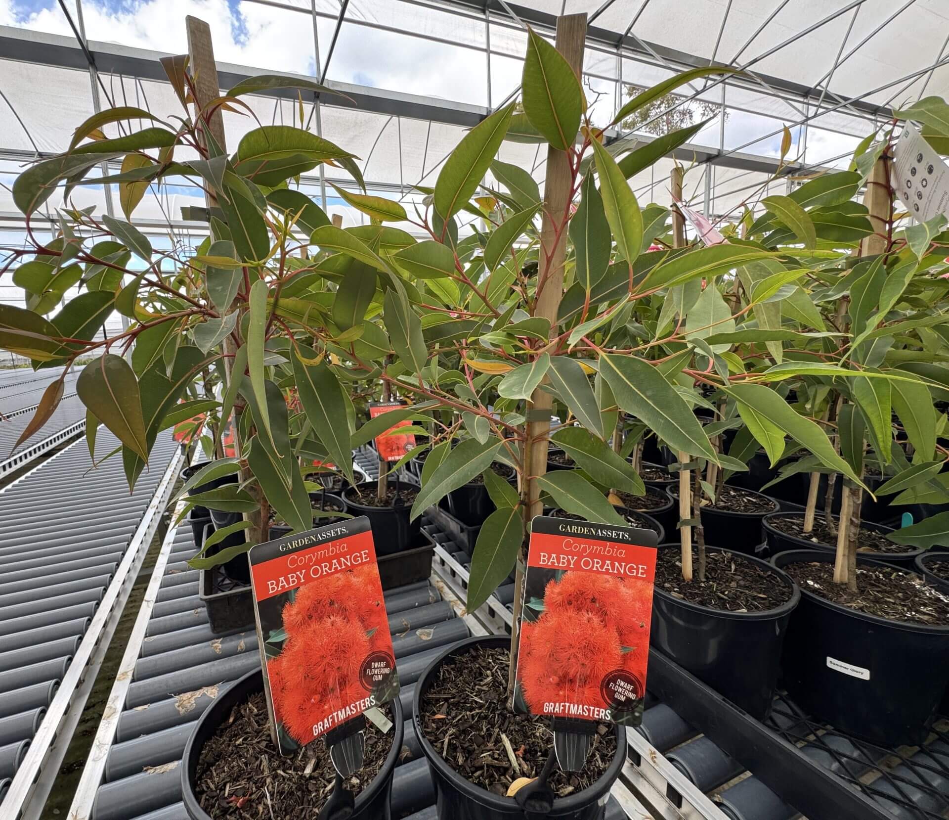 Corymbia 'Baby Orange' Grafted Gum 8" Pots with red-orange flowers are on display in the glasshouse, each with a detailed information label.