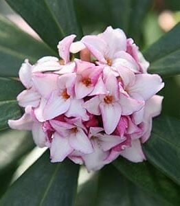 A close-up of a cluster of pale pink Daphne odora 'Pink' flowers, with orange centers, nestled among green leaves in a 6" pot.