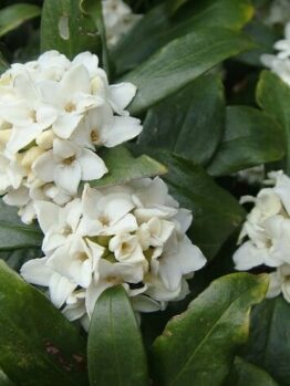 Clusters of white Daphne odora 'White' flowers with glossy dark green leaves in a 6" pot.