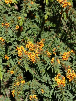 The Austromyrtus 'Midyim Berry' 6" Pot features dense green foliage with clusters of bright orange and yellow pea-like flowers on arching stems, perfect for adding vibrant color to gardens or patios.
