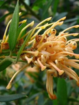 Close-up of an orange Grevillea 'Deua Gold' 6" Pot flower with spindly petals and green leaves, set against a soft-focus greenery background.