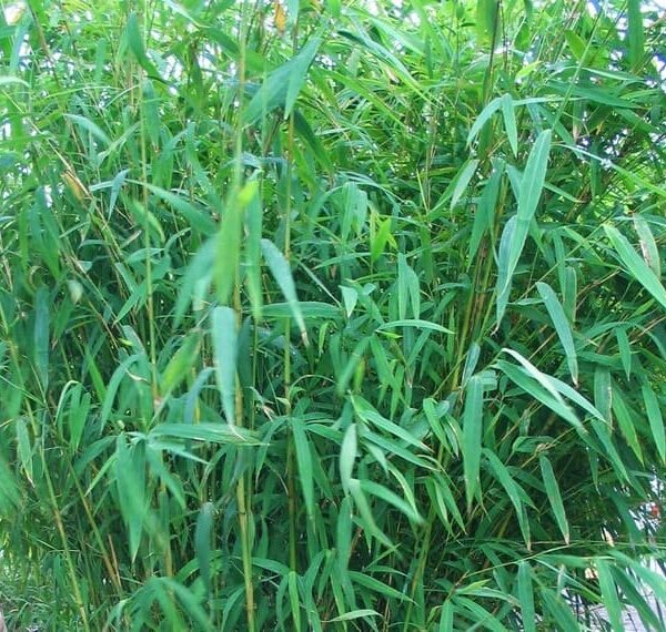 Tall, green stalks of Bambusa 'Nepalese Blue' Bamboo in an 8" pot, with abundant narrow leaves, exude a serene beauty reminiscent of tranquil Nepalese landscapes.
